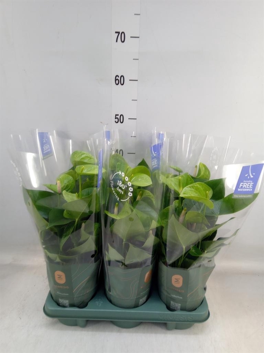 <h4>Anthurium andr. 'Smaragd'</h4>