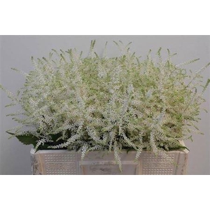 Astil Ja Washington 55cm