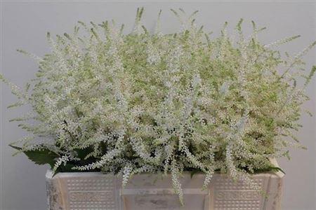 <h4>Astil Ja Washington 55cm</h4>