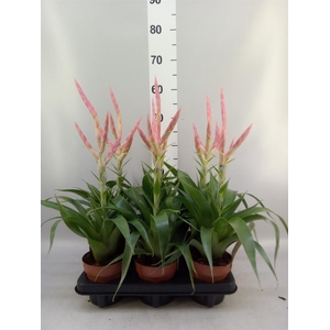 Tillandsia  'Dolce'