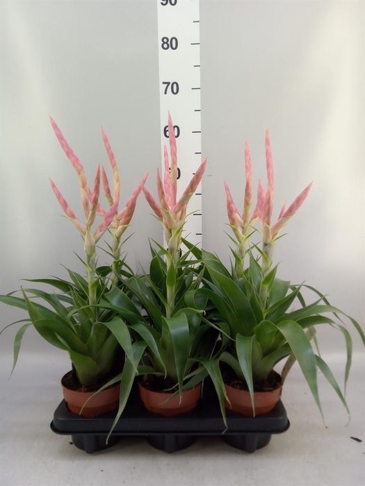 <h4>Tillandsia  'Dolce'</h4>