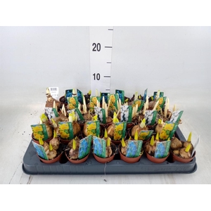 Bolbloemen   ...mix