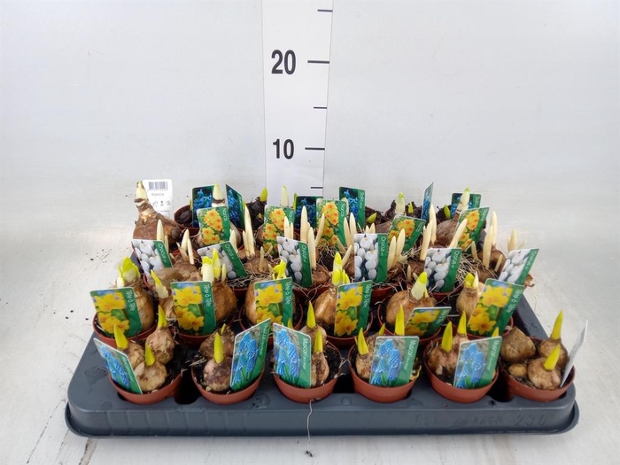 <h4>Bolbloemen   ...mix</h4>