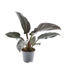 Philodendron Imperial Red