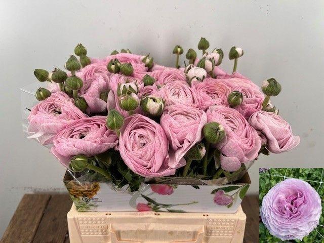 <h4>RANUNCULUS OV</h4>