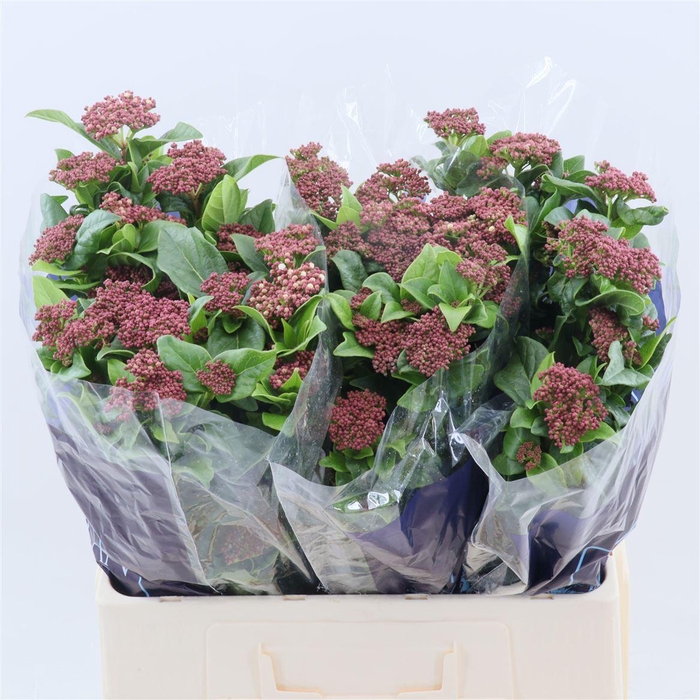 <h4>Viburnum tinus per stuk 'Macrophyllum'</h4>