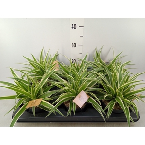Chlorophytum com. 'Ocean'