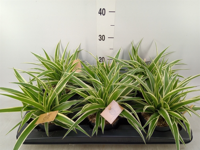 <h4>Chlorophytum com. 'Ocean'</h4>