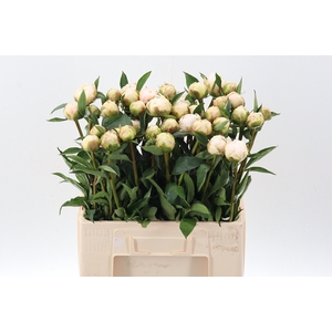 Paeo L White Ivory