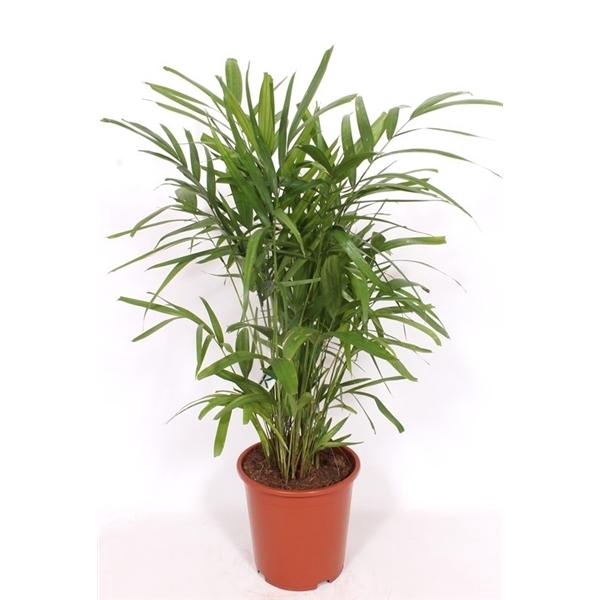 <h4>Pthychosperma macarthurii</h4>