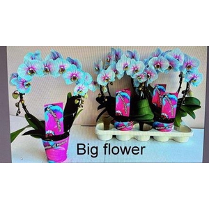 Phal **paint** Wonder Of Nature Bog 2 Branches 16+