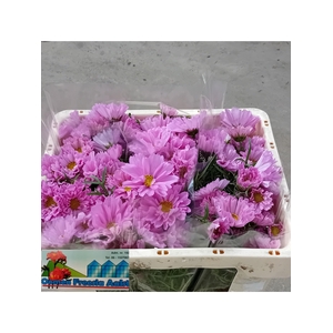 COSMOS BIPINNATUS