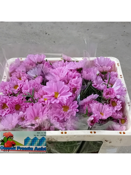 <h4>COSMOS BIPINNATUS</h4>