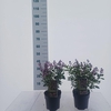Salvia microphylla