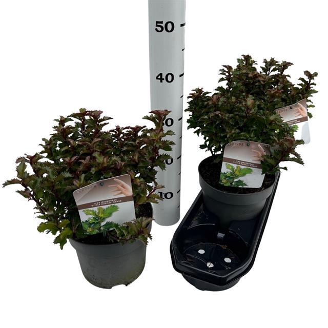 Ilex Aquifolium