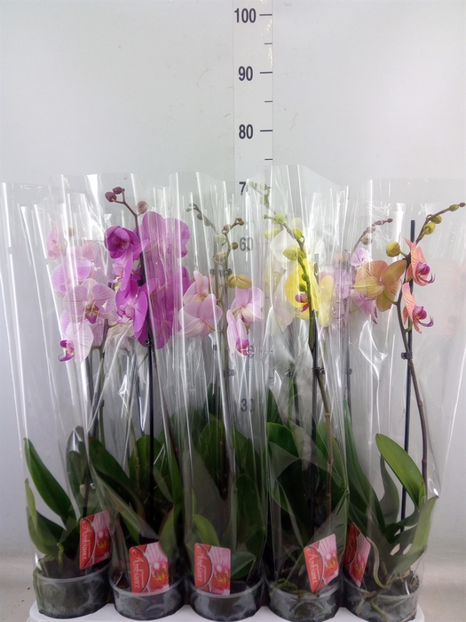 <h4>Phalaenopsis   ...mix</h4>