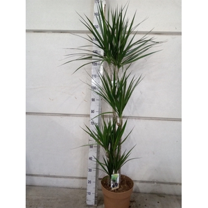 Dracaena marg.
