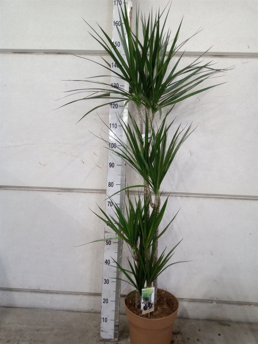 <h4>Dracaena marg.</h4>