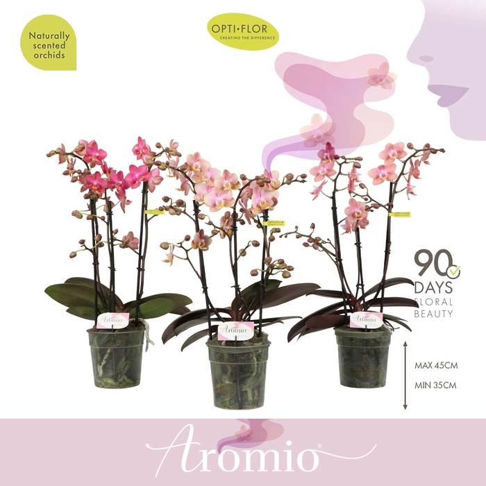 <h4>Aromio Mix 3 spike</h4>