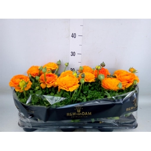 Ranunculus   ...