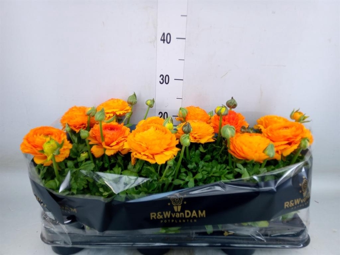 <h4>Ranunculus ...</h4>