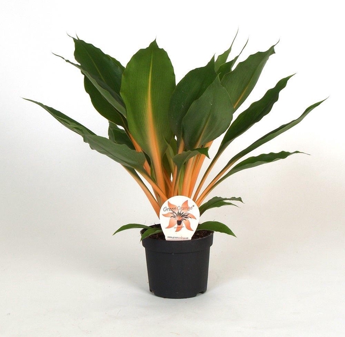 <h4>Chlorophytum Orchidastrum Green Orange</h4>