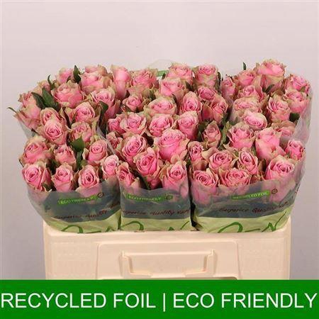 <h4>R Gr Athena Royale</h4>