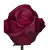 R Gr Cherry-O! Hot Pink 50cm EC
