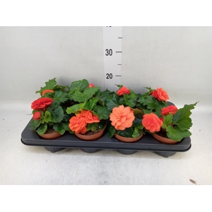 Begonia tuber.   ...