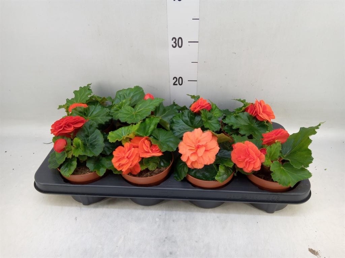 <h4>Begonia tuber.   ...</h4>