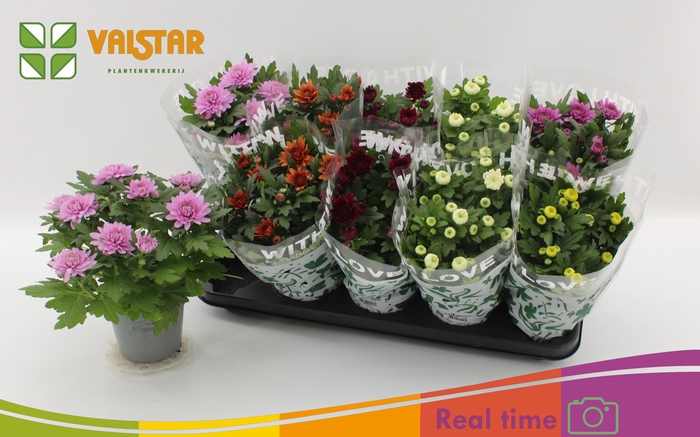 <h4>CHRYS GEM 6 KL</h4>