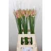 Nerine Vesta K