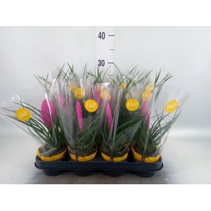 Tillandsia  ...mix