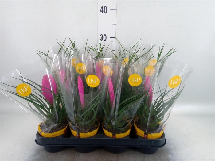 <h4>Tillandsia  ...mix</h4>