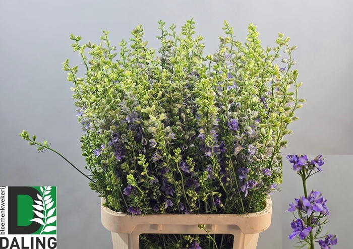 <h4>CONS R Q VIOLE LILAC</h4>