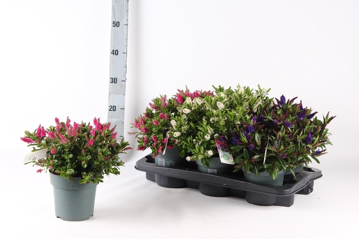 <h4>HEBE ADDE GEM</h4>