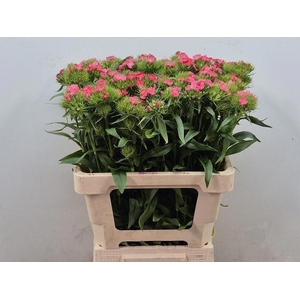 DI BARB BARBIENNE SALMON X10