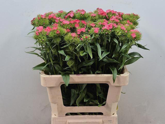 <h4>DI BARB BARBIENNE SALMON X10</h4>