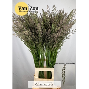 CALAMAGROSTIS BRACHY