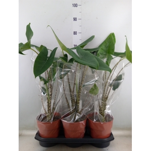 Alocasia zebrina