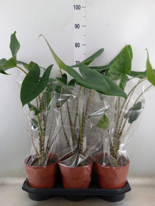 <h4>Alocasia zebrina</h4>