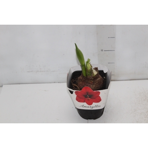 AMARYLLIS P14