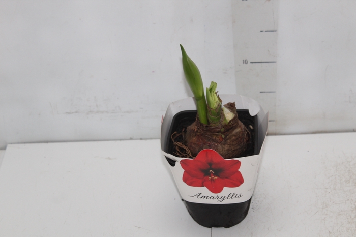 <h4>AMARYLLIS P14</h4>