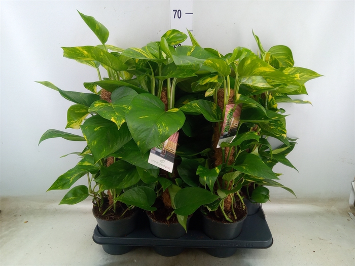 <h4>Epipremnum pinn.   ...moss stick</h4>