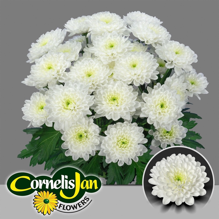 <h4>Chr T Altaj</h4>