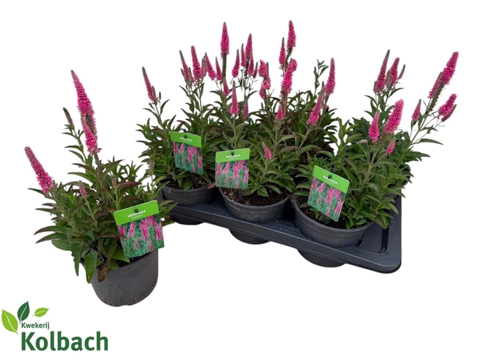 <h4>VERO SPICATA</h4>
