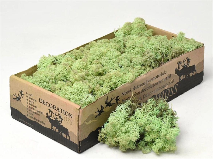 Mos Rendier Mint Green Gepr 500gr