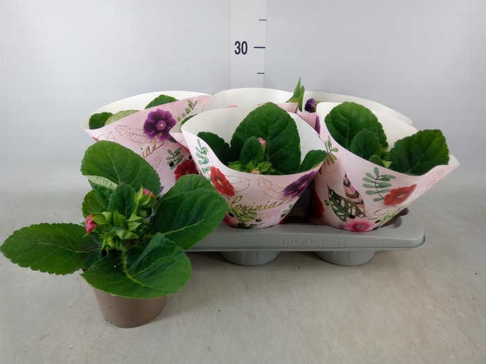 <h4>Sinningia   ...mix</h4>