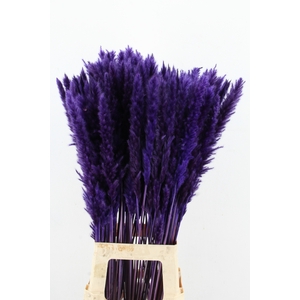 DF Pampas Silvy D.Lilac