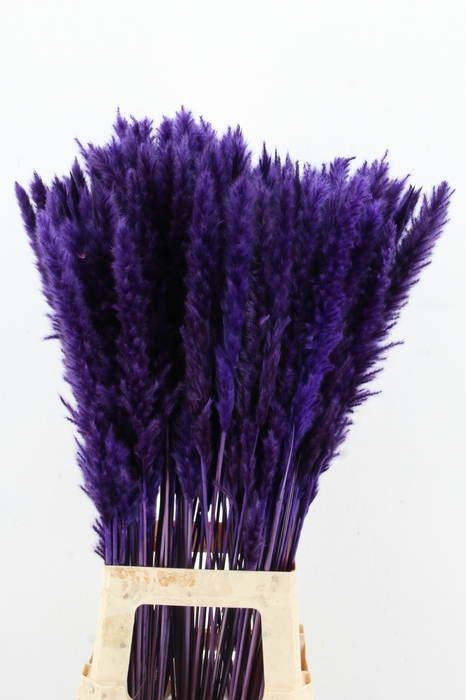<h4>DF Pampas Silvy D.Lilac</h4>